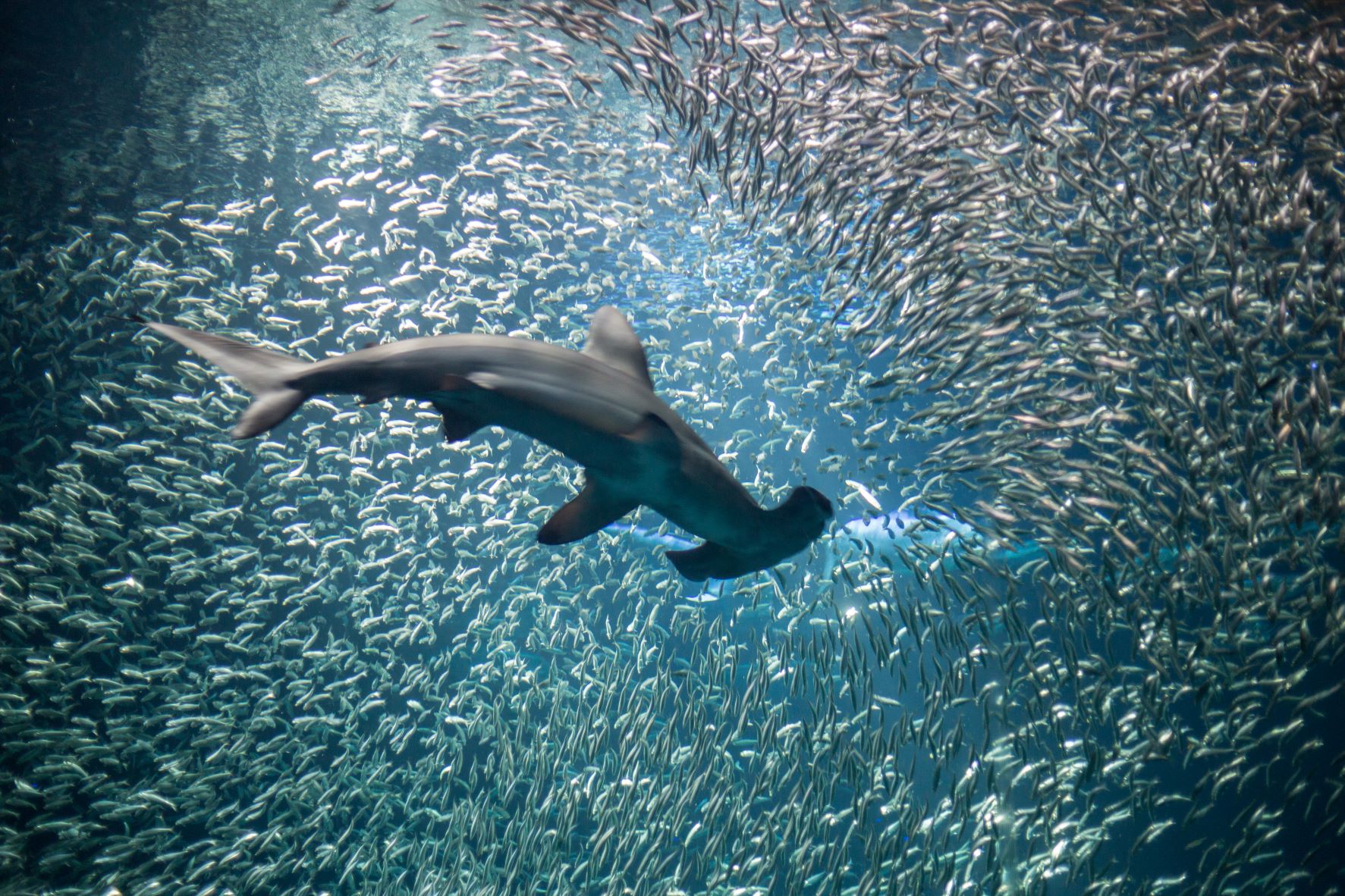 Shoal of sardines